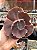 Echeveria champagne purple (corte) - Imagem 1