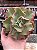 Echeveria fury reversa (corte) - Imagem 1
