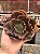 Echeveria pharaoh gorditta reversa(corte) - Imagem 1