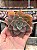 Echeveria zoe/2 by Jardim da Mari (corte) - Imagem 1