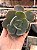 Echeveria pampoteus reversa (corte) - Imagem 1
