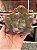 Echeveria oceana (corte) - Imagem 1