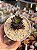 Aeonium tip top - Imagem 1