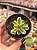 Orostachys malacophylla variegata - Imagem 1