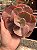 Echeveria bittersweet - Imagem 1