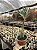 Senecio ficoides 'Mount Everest' - Imagem 1
