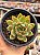 Echeveria pink dragon - Imagem 1