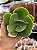 Echeveria papageno - Imagem 1
