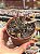 Adromischus marianae - Imagem 1