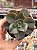 Echeveria minigozaong reversa - Imagem 1