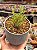Drosanthenum globosum showsinsing - Imagem 1
