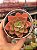 Echeveria nobile - Imagem 1