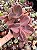 Pachyveria opal moon (bonsai) - Imagem 1