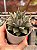 Echeveria purpusorum white - Imagem 2