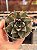 Echeveria purpusorum white - Imagem 1
