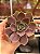 Echeveria red light - Imagem 1