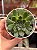 Echeveria lilly drops (novidade) - Imagem 1