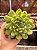 Echeveria ice angel variegata - Imagem 1