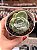 Graptoveria lovely rose variegata - Imagem 1