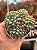 Echeveria little red edge - Imagem 1