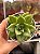 Echeveria ‘Maria’ - Imagem 1
