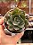 Echeveria meteor shower - Imagem 1