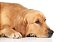 Condroitina, glucosamina e associações suplementação para cães acima de 40kg - Imagem 1