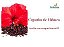 Hibiscus 300mg 60 cápsulas - Imagem 1