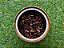 Para Cachimbo Tab Way D'Ora Golden Black - Lata 50g - Imagem 2