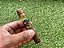 Charuto Grand Amazonia Robusto - Unidade - Imagem 2