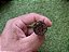 Charuto Alec Bradley Black Market Robusto - Unidade - Imagem 6