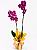 Orquídea - Imagem 1