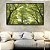 Quadro Horizontal Copa de Árvores Verde Vibrante Céu Claro Natureza Canvas Moldura - Imagem 5