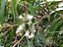 Eucalipto Citriodora - Óleo Essencial 10ml - Imagem 3