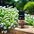 Óleo Essencial Importado de Tomilho Branco 10ml - Imagem 2