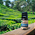 Óleo Essencial Orgânico de Melaleuca (TEA TREE) 10ml - Imagem 2