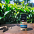 Óleo Essencial Orgânico de Melaleuca (TEA TREE) 10ml - Imagem 4
