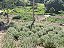 Óleo Essencial Importado de Lavanda Francesa (Angustifolia) 10ml - Imagem 5