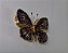 Broche Borboleta Cravejado Rosa - Imagem 2