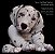 Sinal para Pré Ordem de Kit Escultora Filhote - Pet Grilly, o Dachshund by Simon Laurens - A PARTIR DE 25/05/2025 -  MATERIAL REBORN - TUDO PARA REBORN - Imagem 1