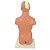 Torso Bissexual de 42 cm Com 14 Partes desmontáveis Anatomic - Imagem 2