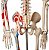 Esqueleto Humano Articulado 85 Cm Com Inserções Musculares - Imagem 2