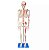 Esqueleto Humano Articulado 85 Cm Com Inserções Musculares - Imagem 1