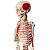 Esqueleto Humano Articulado 85 Cm Com Inserções Musculares - Imagem 5