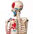 Esqueleto Humano Articulado 85 Cm Com Inserções Musculares - Imagem 3