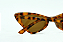 Óculos de Sol Belánger Marrom - Imagem 3