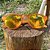 Oculos de Sol Tuc - Round - Guarana - Imagem 3