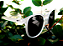 Oculos de Sol Yopp Polarizado Protecao Uv400 Zero Perrengue - NOVO REDONDINHO - Imagem 2