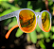 Óculos de Sol Yopp Polarizado Uv400 Gray Tu-ton Laranja - Imagem 2