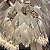 Lustre Concha HPD4360 60x48cm com 1 Metro de Corrente para 14 lampadas E14 - Imagem 3